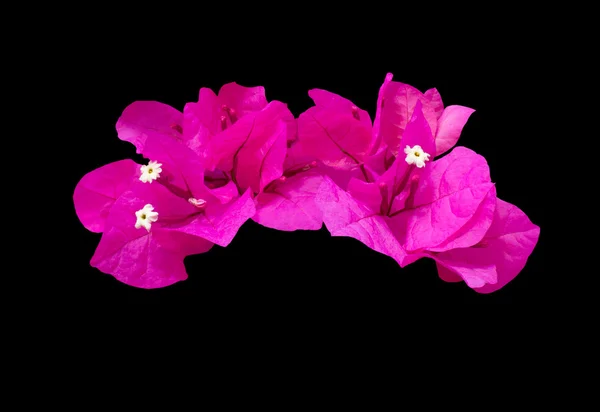 Guirnalda de flores de buganvilla rosa caliente — Foto de Stock