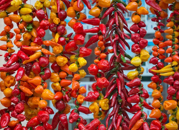 Pimientos coloridos — Foto de Stock