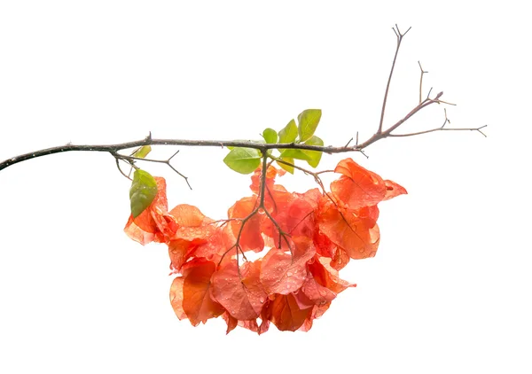 Color naranja Bougainvillea — Foto de Stock