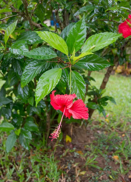 붉은 히비스커스 꽃 — 스톡 사진