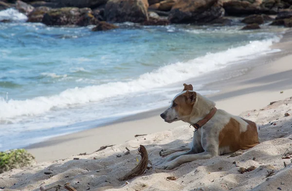 Σκυλί που αναπαύεται στην παραλία — Φωτογραφία Αρχείου