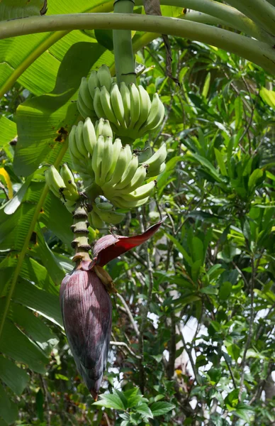 Świeżych bananów na drzewo — Zdjęcie stockowe