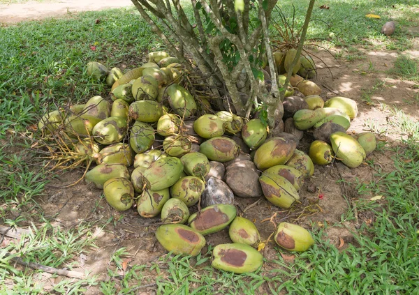 Colección de coco — Foto de Stock