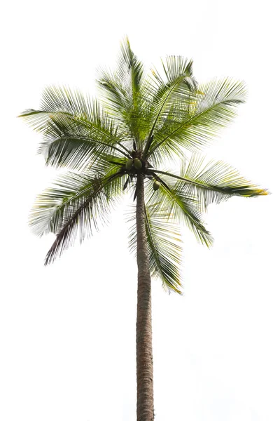 Coconut palm — Stockfoto