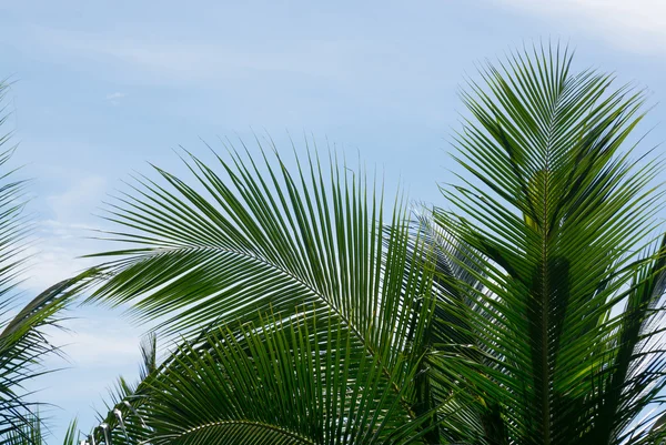 Groene coconut palm tree bladeren — Stockfoto