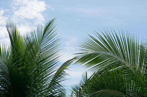 Groene coconut palm tree bladeren — Stockfoto