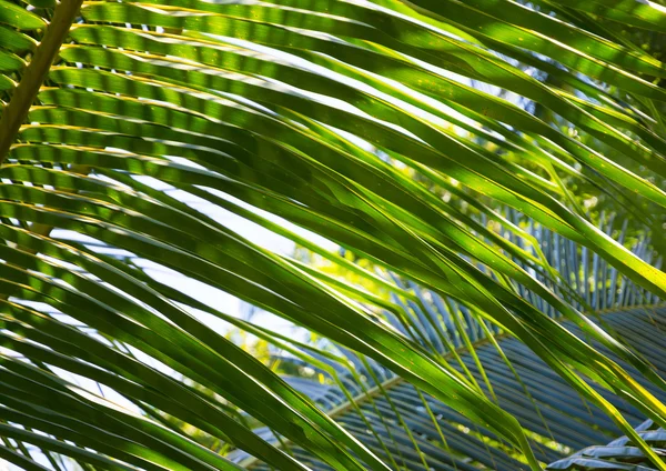 Palm listy closeup — Stock fotografie