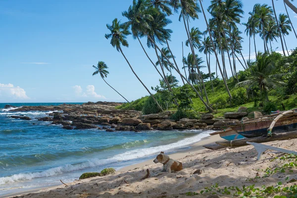 Dog resting on beach — Stock Photo, Image