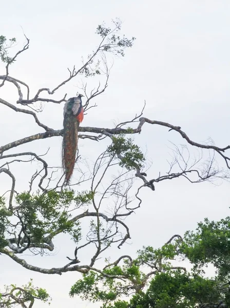 Paon dans l'arbre — Photo