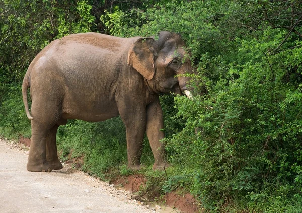 Male Sri Lankan elephant — Stock Photo, Image