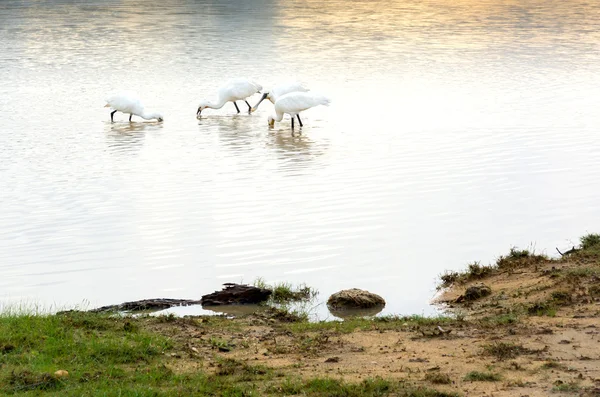 Vit skedstork — Stockfoto