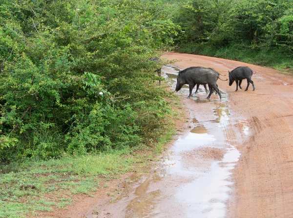 Wild boars crossing road — Stock Photo, Image