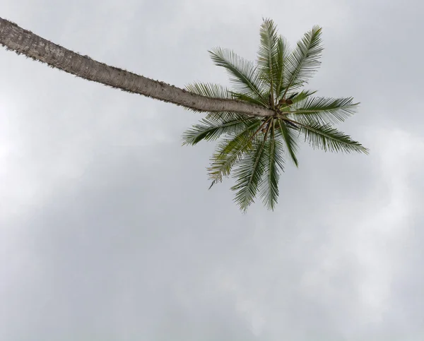 Coconut palm grijze hemel — Stockfoto