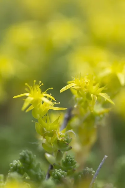 노란 이끼가 Stonecrop — 스톡 사진