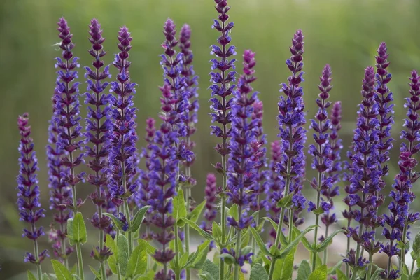 Flores de salva — Fotografia de Stock