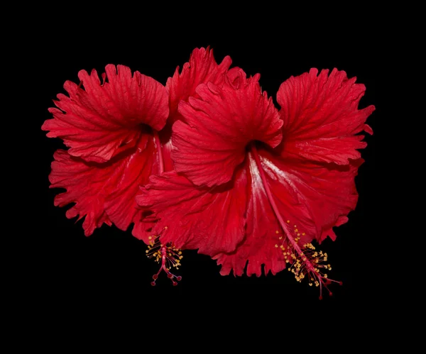 Röd hibiskus arrangemang isolerade på svart — Stockfoto