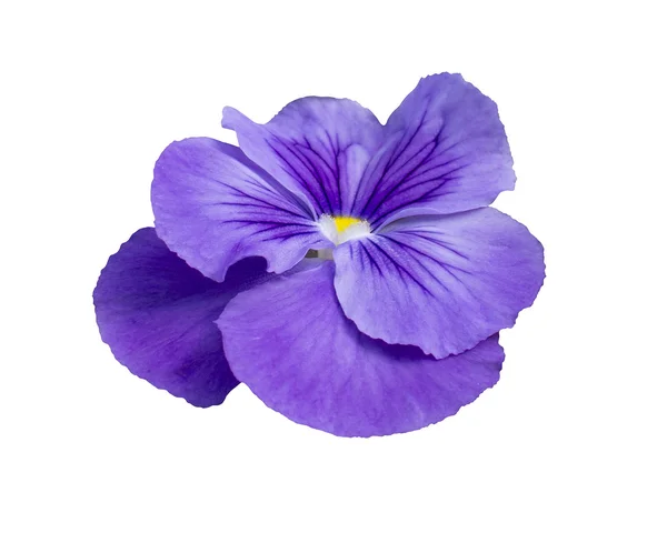 Pansy flower closeup — Stock Photo, Image