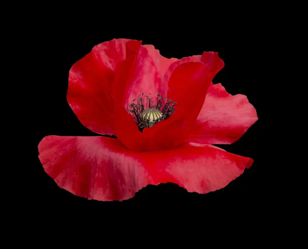 Red Poppy with black pistils — Stock Photo, Image