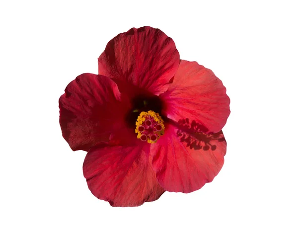 Röd hibiscus blomma framifrån — Stockfoto