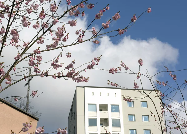 Cherry blossom and fifties architecture detail — Stock Photo, Image