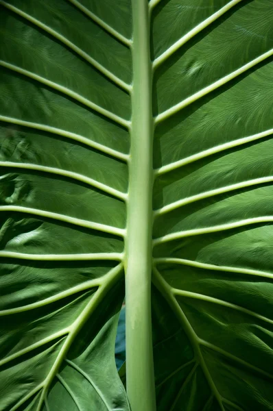 Grande folha verde com veias closeup — Fotografia de Stock