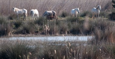 Five white horses grazing in Albufera clipart