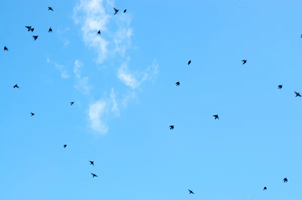 Liten svart snabb flygande suddiga fåglar på blå himmel — Stockfoto