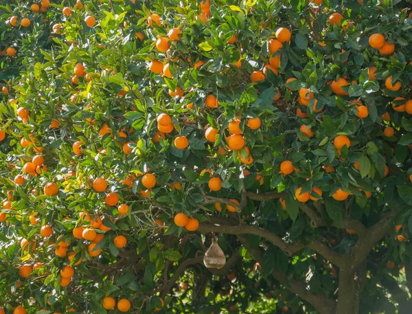 Orangenbaum überladen mit reifen Orangen — Stockfoto