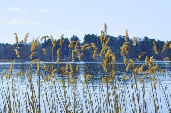 Canne in riva al lago — Foto Stock