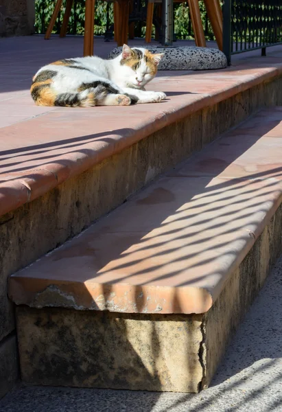 Lazy cat on a sunny staircase — Stock Photo, Image