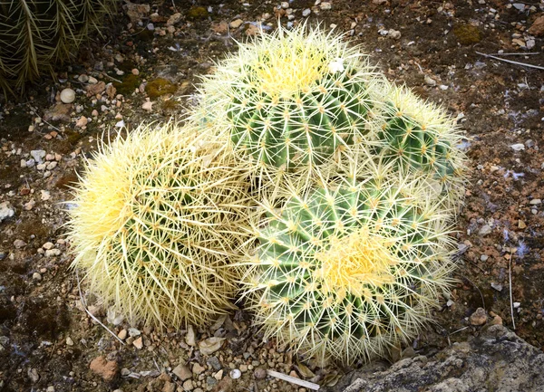 Pequeno travesseiro como cactos — Fotografia de Stock