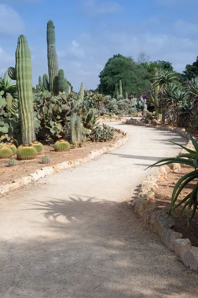 Caminho de cascalho curvo entre plantas de cacto — Fotografia de Stock