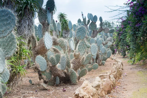 stock image Path in Platyopuntia cactus garden