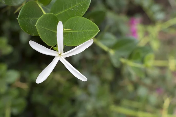 Sternförmige weiße Blume — Stockfoto
