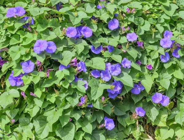 Mor Morning Glory duvar — Stok fotoğraf