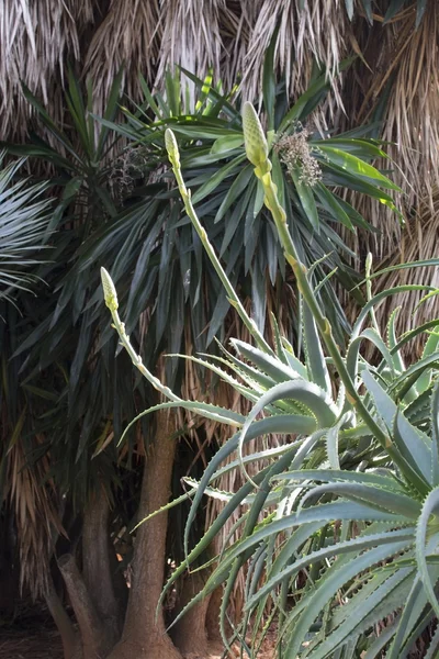 Aloe Vera lingkungan alam — Stok Foto