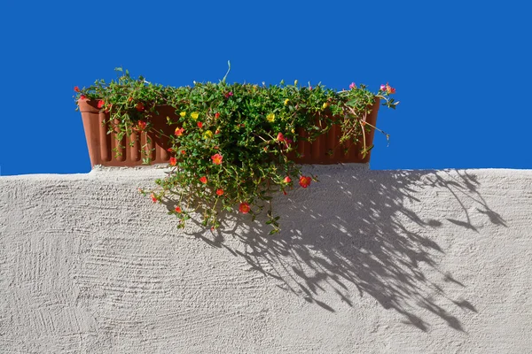 Terracotta flower pot — Stock Photo, Image