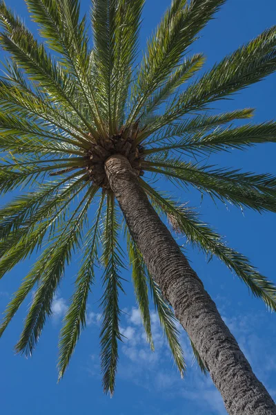 Palm tree Stock Picture