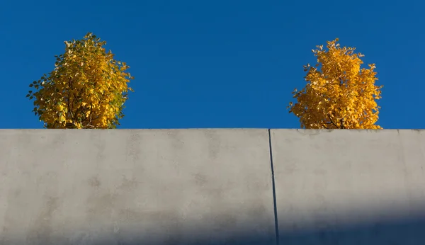 Duas árvores amarelas na parede de concreto . — Fotografia de Stock