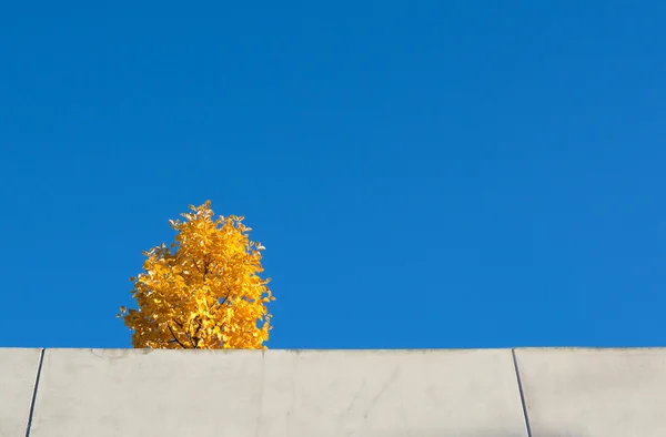 Yellow tree blue sky — Stock Photo, Image