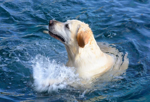 Deniz sevgi dolu sıçramasına köpek — Stok fotoğraf