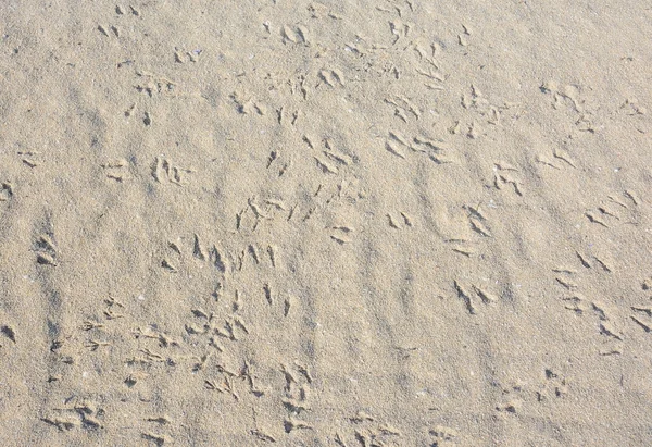 Madár lábnyomok homok — Stock Fotó