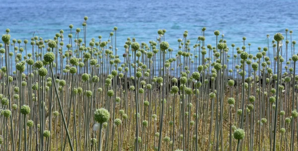 Wild plant with green balls, probably some kind of Allium — Stock Photo, Image