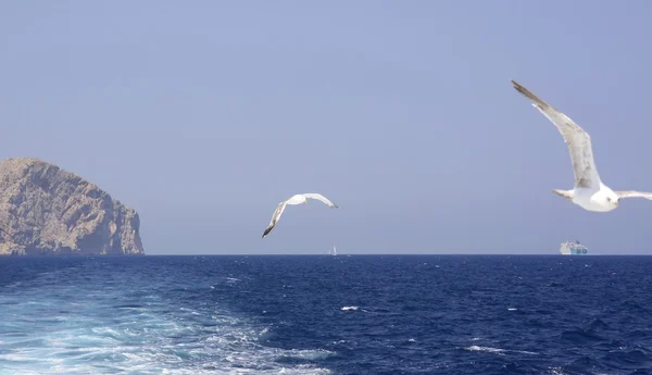 Two seagulls flying in the wake at Formentor, Majorca — Stock Photo, Image