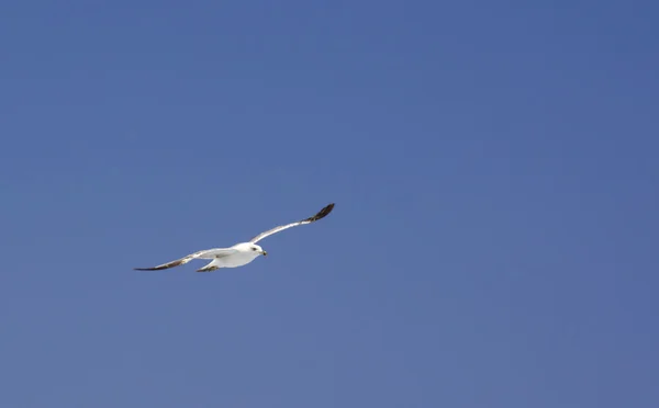 Gaivota voadora alta olhando para baixo no céu azul — Fotografia de Stock