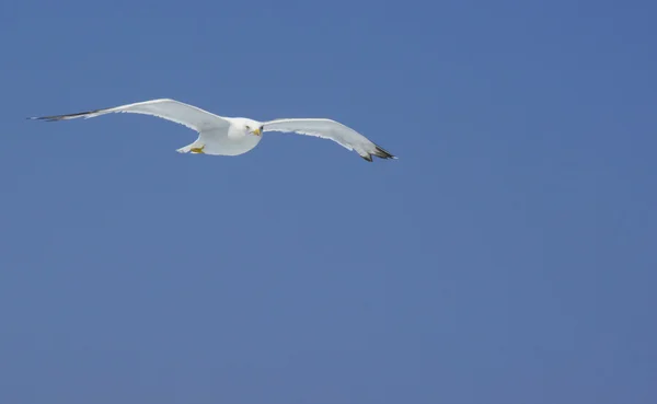 Högt flygande mås ser ner på blå himmel — Stockfoto