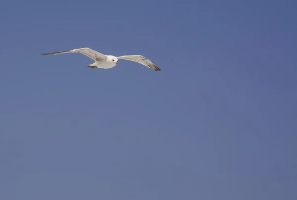 Högt flygande mås ser ner på blå himmel — Stockfoto