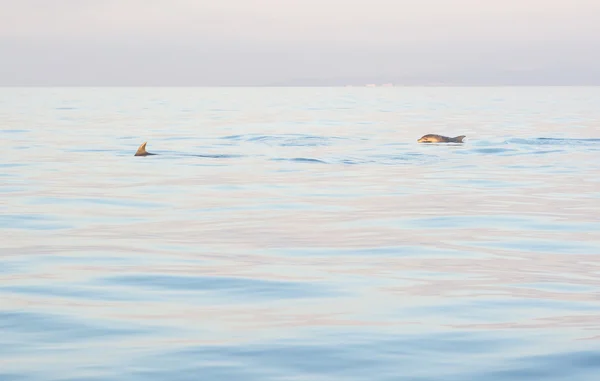 Дельфіни Майорка — стокове фото