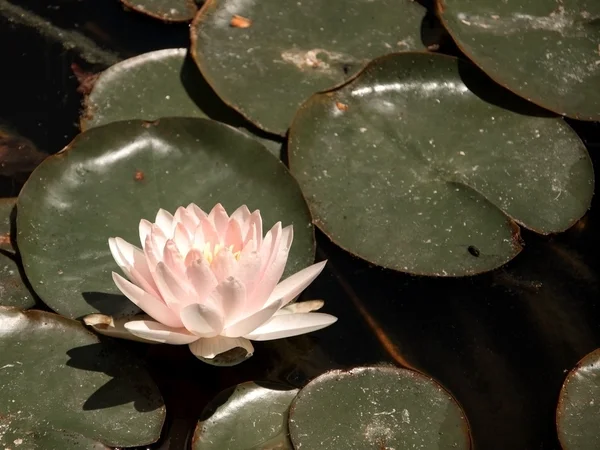 Delicate roze waterlily — Stockfoto