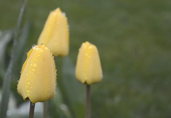 Tulipany wiosna żółty — Zdjęcie stockowe